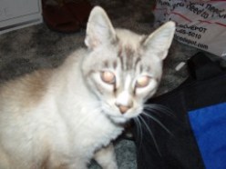 Cat looking into the camera